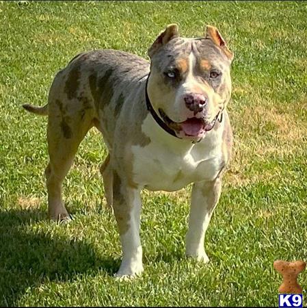 American Bully dog